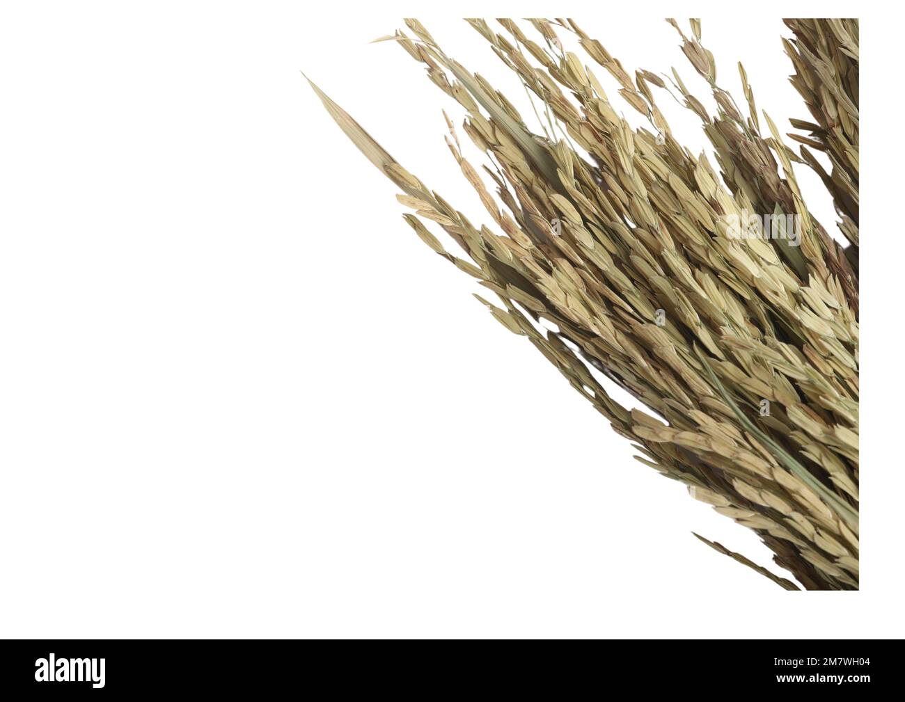 Risone essiccato su bianco background. Copy spazio. Foto Stock