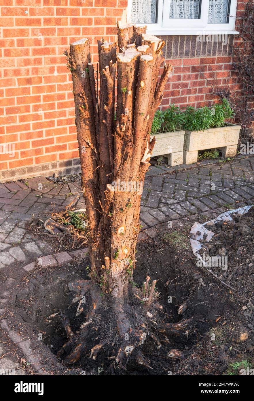 Il ceppo di un albero di ginepro prima della rimozione Foto Stock