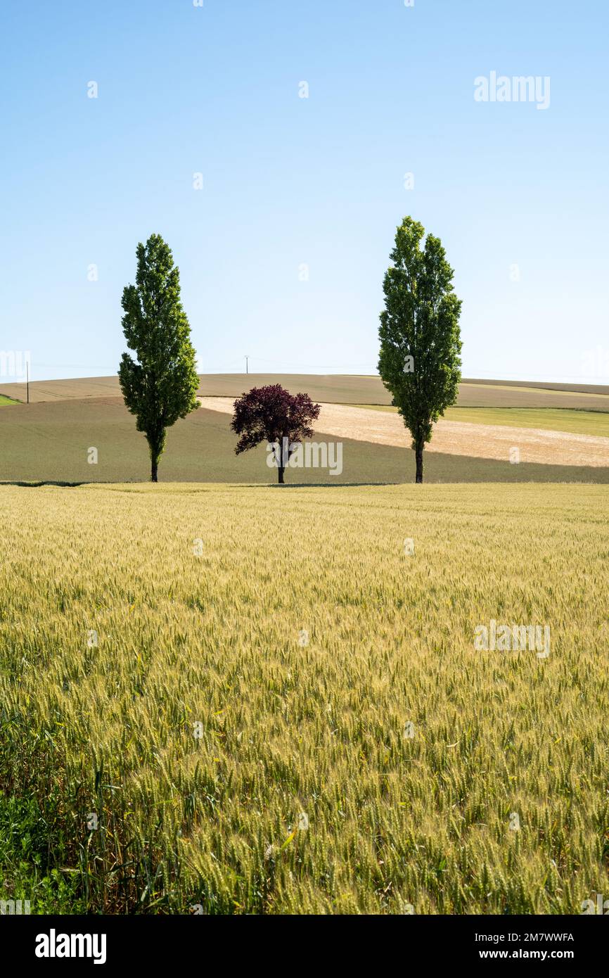 Paesaggio rurale del dipartimento di Aube (Francia nord-orientale): Filari campi coltivati con cereali e grano, fiancheggiata da alberi. Due grandi alberi e un Foto Stock