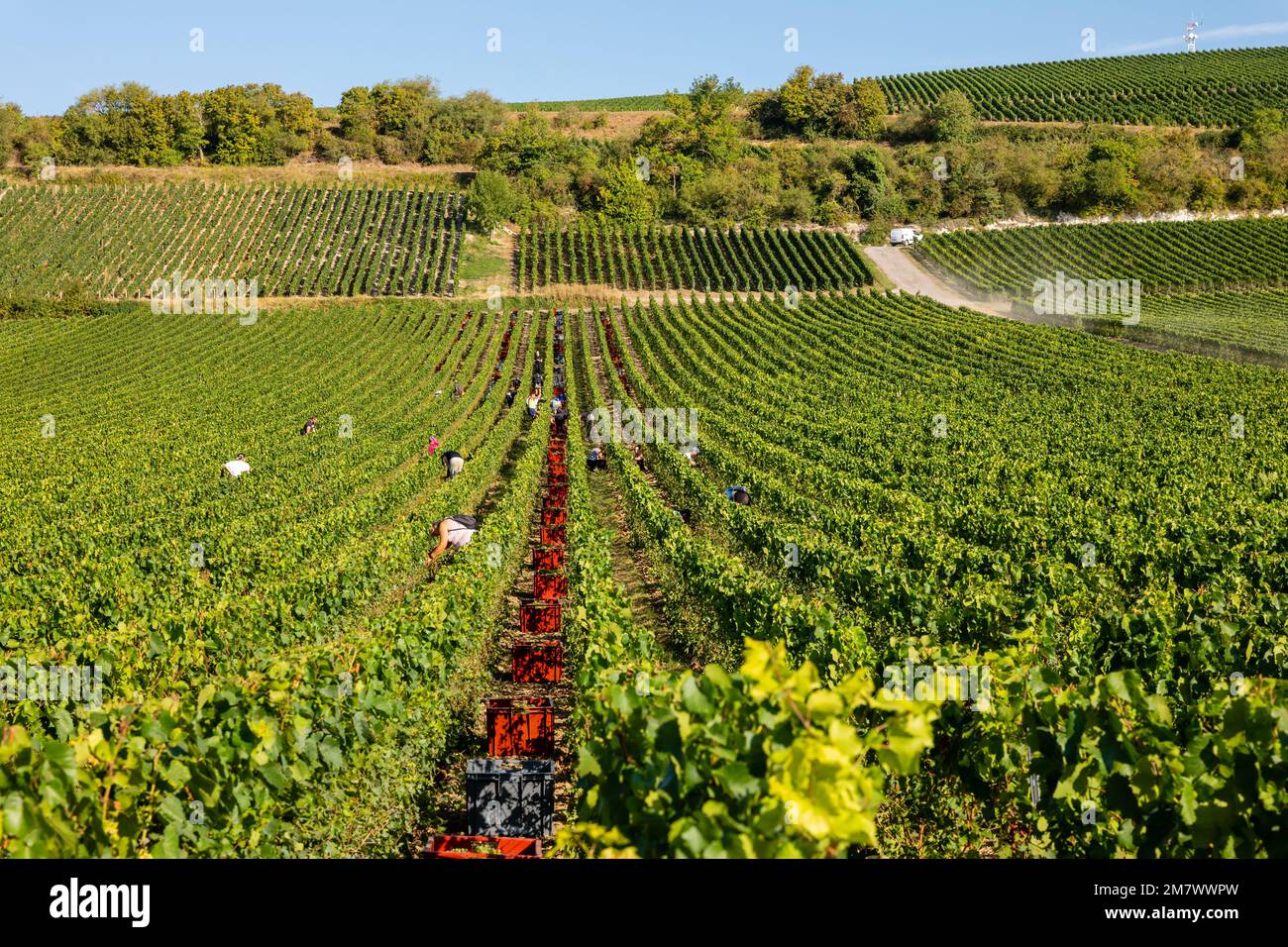 Montgueux (Francia settentrionale), 25 agosto 2022: Vendemmia in un vigneto di Champagne Foto Stock