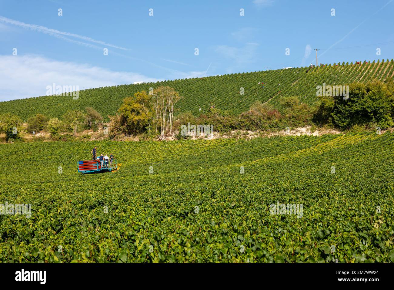 Montgueux (Francia settentrionale), 25 agosto 2022: Vendemmia in un vigneto di Champagne Foto Stock