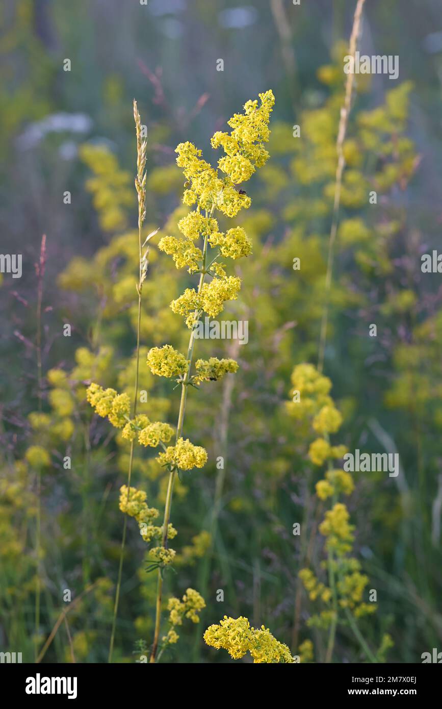 Galium verum, comunemente noto come Bedpaglia di Lady, paglia di Wirtgen o paglia gialla, fiore selvatico dalla Finlandia Foto Stock