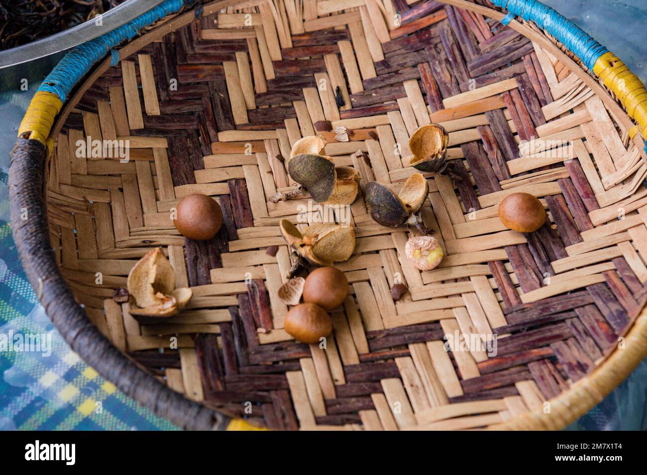 Le macadamia sono alberi tropicali, quindi fanno bene nelle aree dove ottengono piena luce solare ma riparate dal vento per una sana produzione di frutta. Il terreno requi Foto Stock