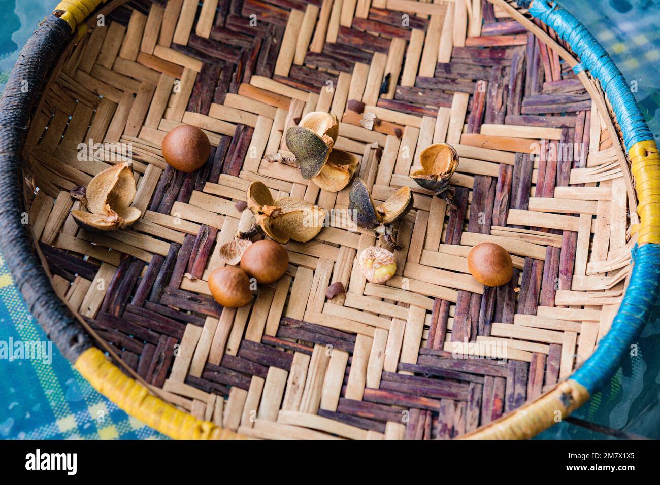 Le macadamia sono alberi tropicali, quindi fanno bene nelle aree dove ottengono piena luce solare ma riparate dal vento per una sana produzione di frutta. Il terreno requi Foto Stock