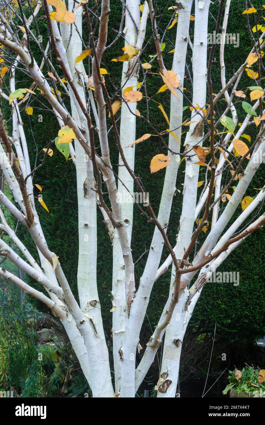 Birch d'Argento, Betula Utilis Jacquemontii con le ultime foglie autunnali Foto Stock