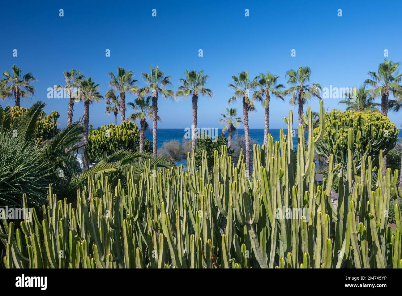 L'isola delle Canarie si affaccia sull'oceano blu o sullo sfondo del mare e del cielo con palme Foto Stock