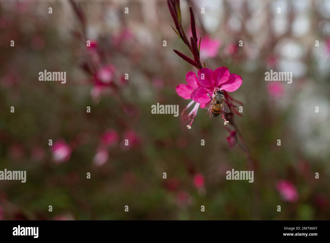 Fiori rosa tenera di Beeblossom Lindheimers o Gaura farfalla Foto Stock