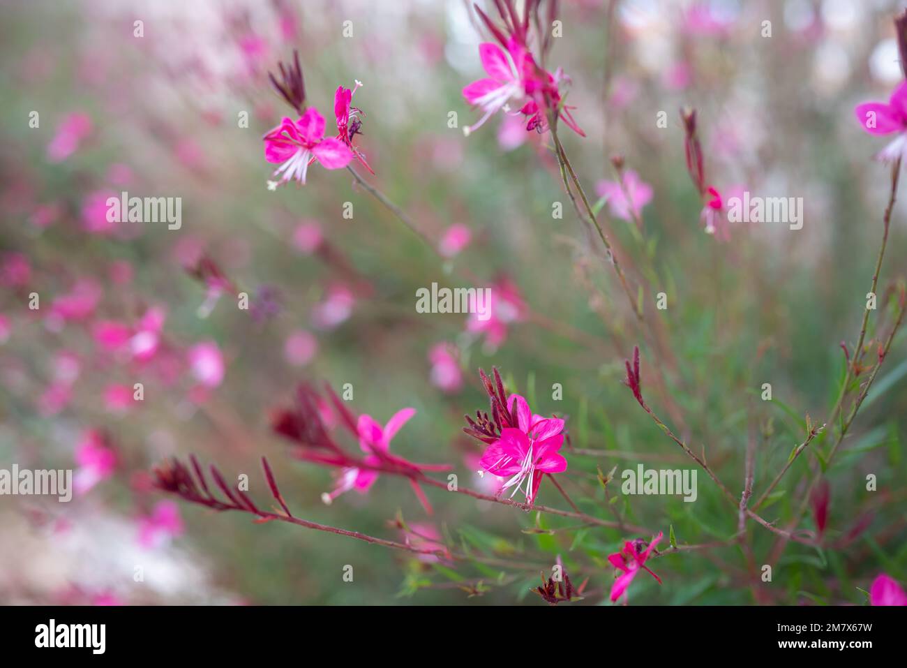 Fiori rosa tenera di Beeblossom Lindheimers o Gaura farfalla Foto Stock
