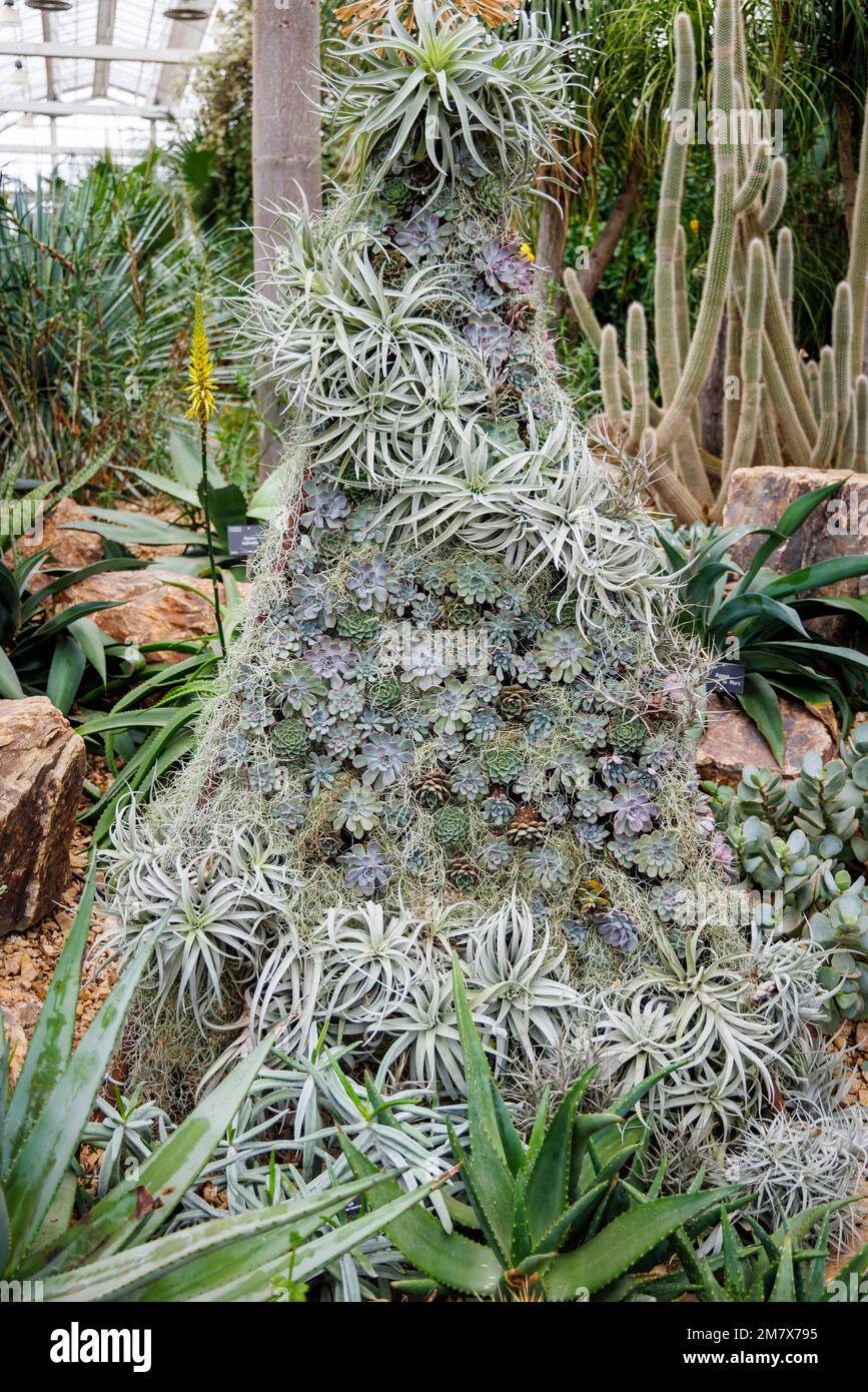 Mostra di porri (sempervivum) e piante succulente tra cactus nella Glasshouse a RHS Garden, Wisley, Surrey, Inghilterra Foto Stock