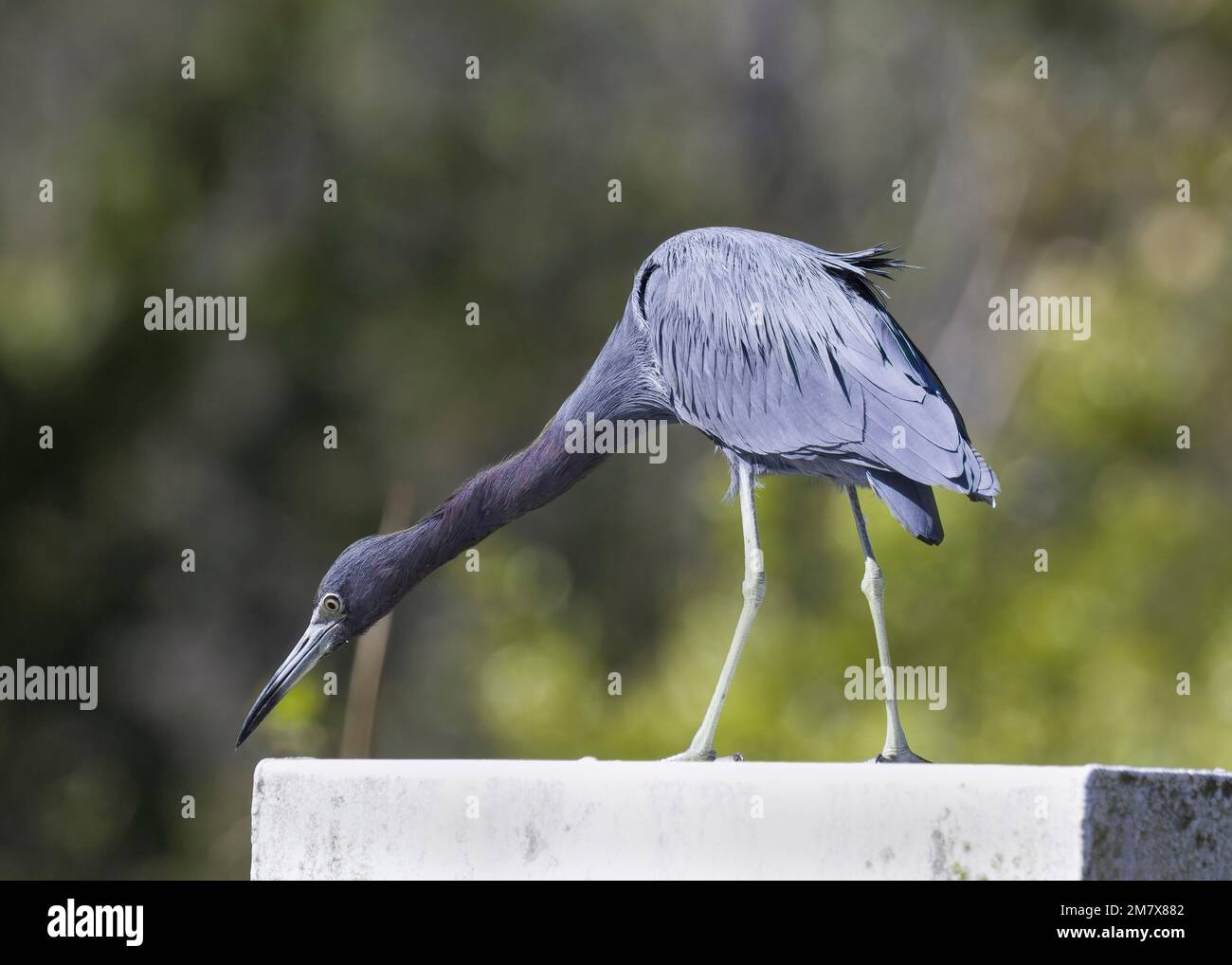 Heron tricolore si erge su una base di cemento e con lunghi coetanei sul bordo che mostrano blu grigio malva piumare lunghe gambe e con alberi come sfondo Foto Stock