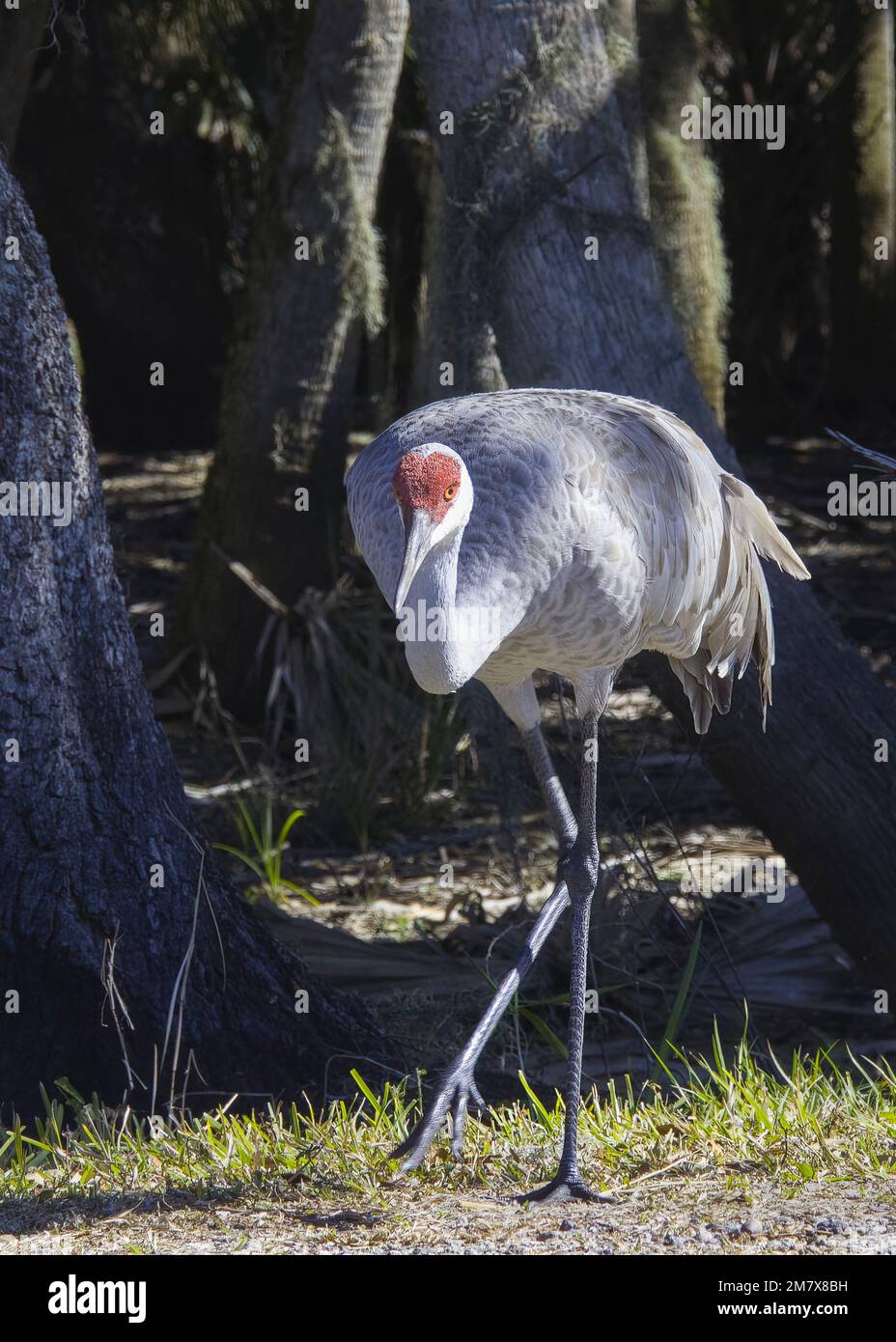 Una gru di Sandhill cammina verso la testa della macchina fotografica abbassata mostrando la testa del cappuccio rosso grigio e bianco piumaggio e long leg.With Florida woodland come sfondo Foto Stock