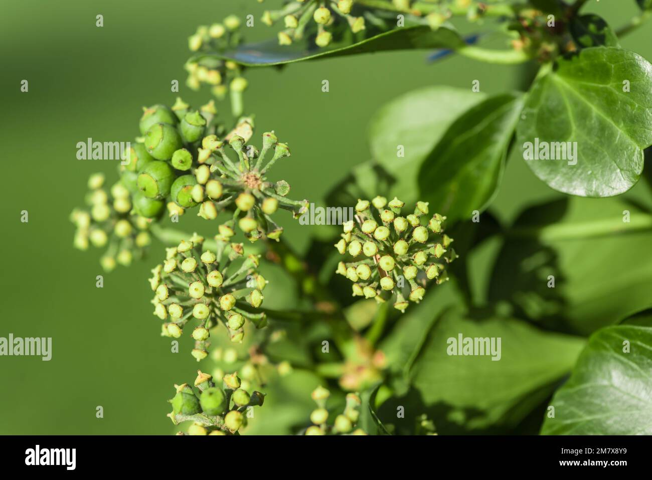 Ivy in erba all'inizio della primavera, County Down, Irlanda del Nord, Regno Unito, Regno Unito Foto Stock