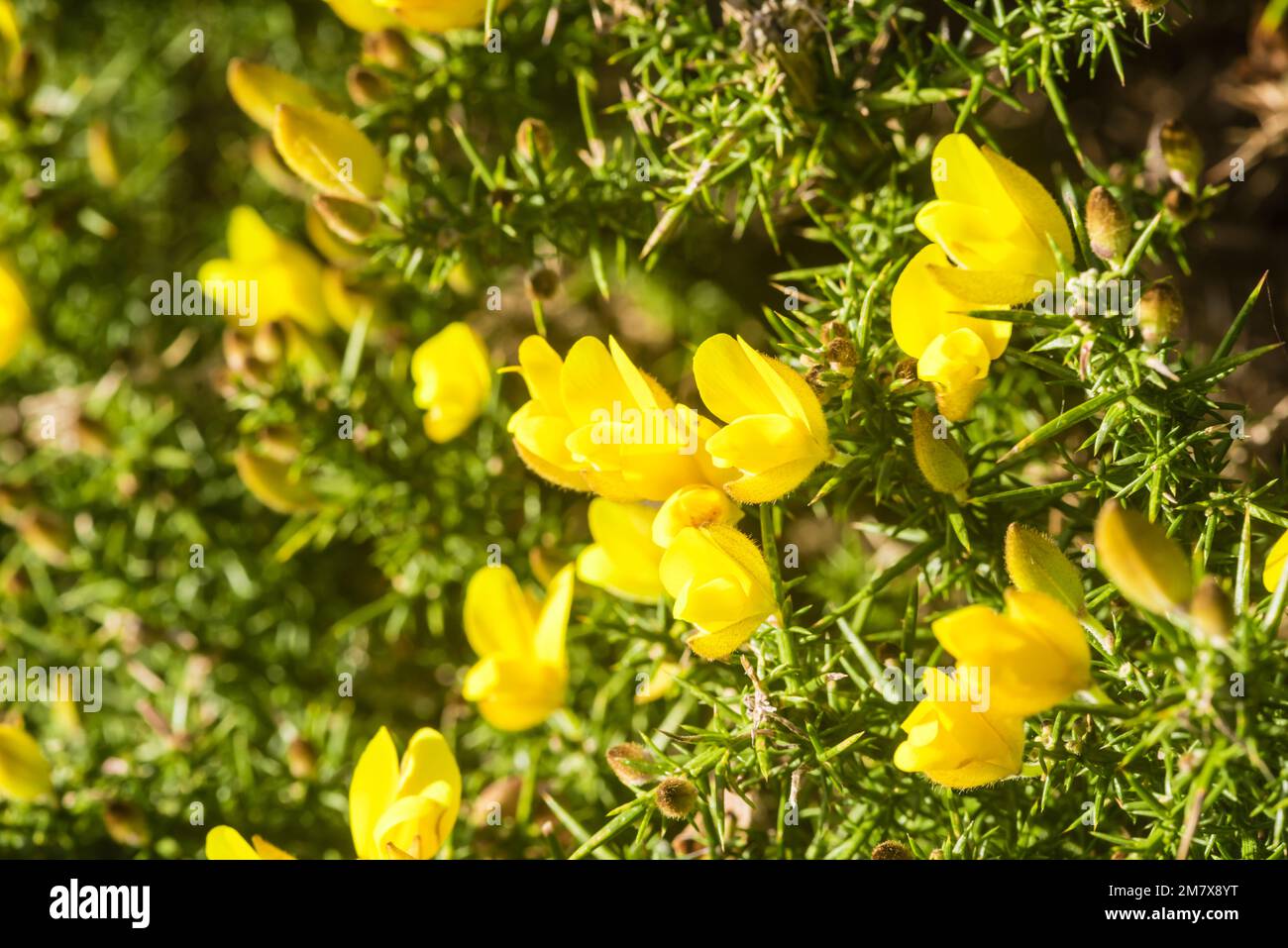 Fiori gialli su un cespuglio di gola (whin), County Down, Irlanda del Nord, Regno Unito, Regno Unito Foto Stock