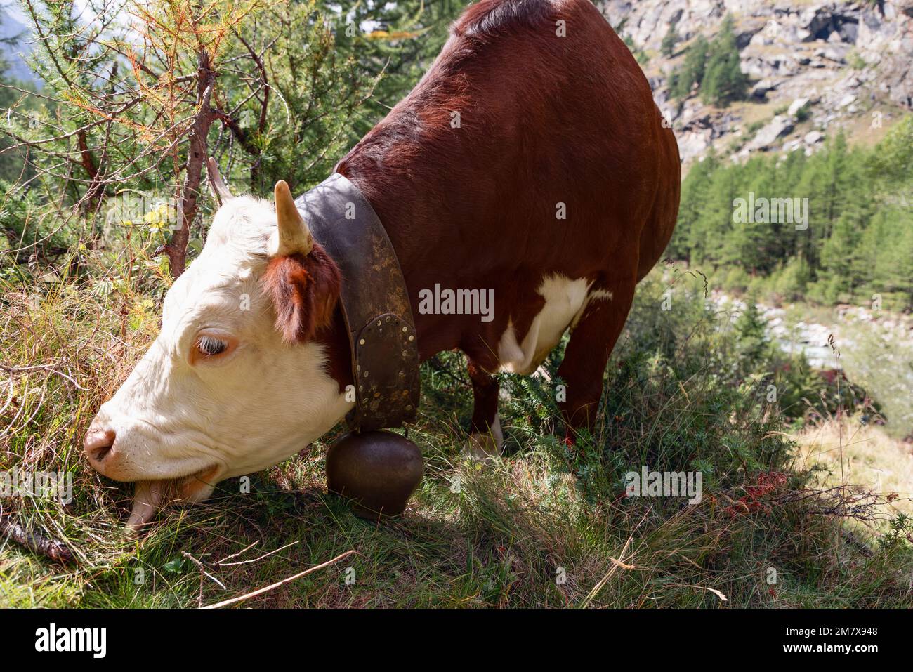 Adorabile mucca pelata color cioccolato setoso con grandi occhi bianchi e grande campana di metallo sul collo che si intingia nel prato alpino. Valle d'Aosta Foto Stock