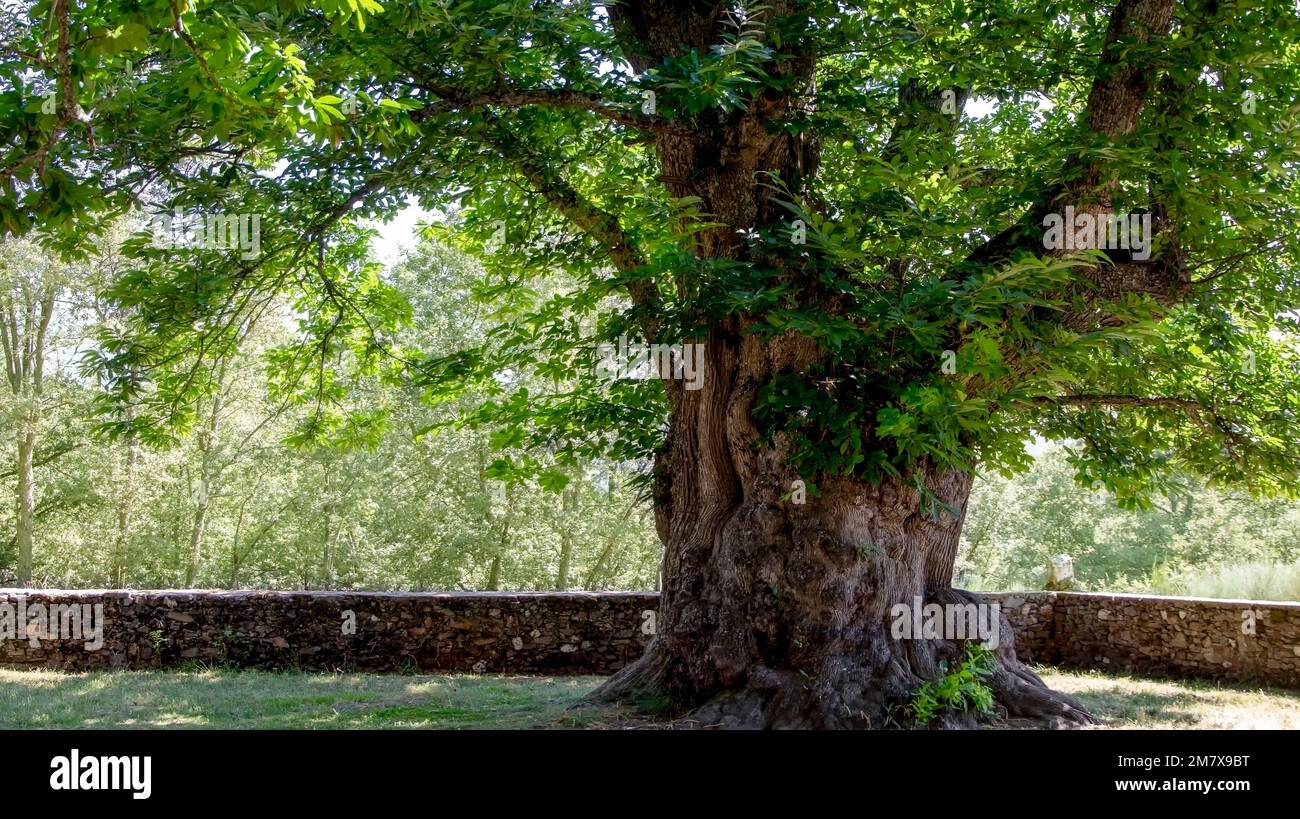 Castagno centenario (Castanea sativa) con un tronco spesso, sgarzato e ruvido circondato da un vecchio muro di recinto in pietra in primavera Foto Stock