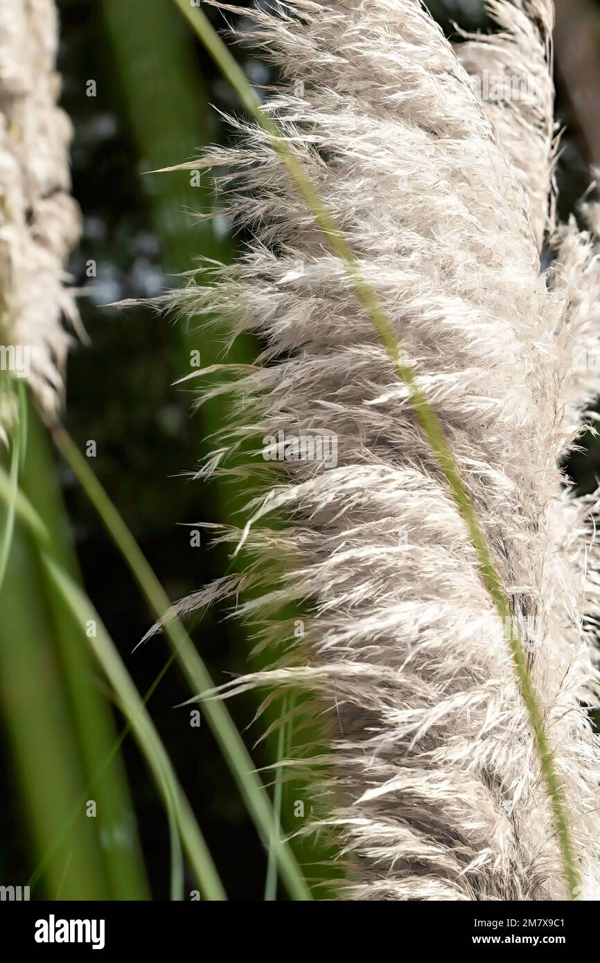 Primo piano di Cortaderia selloana o erba di Pampas (Danthonioideae). Fiore particolare. Messa a fuoco selettiva Foto Stock