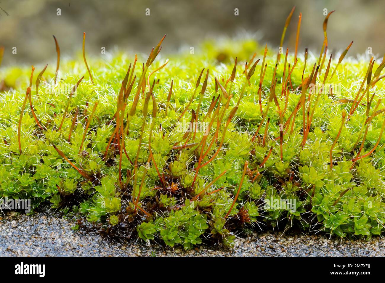 Muro vite-muschio, Tortula muralis, Catbrook, Monmouthshire, dicembre. Notare le capsule di spore. Foto Stock