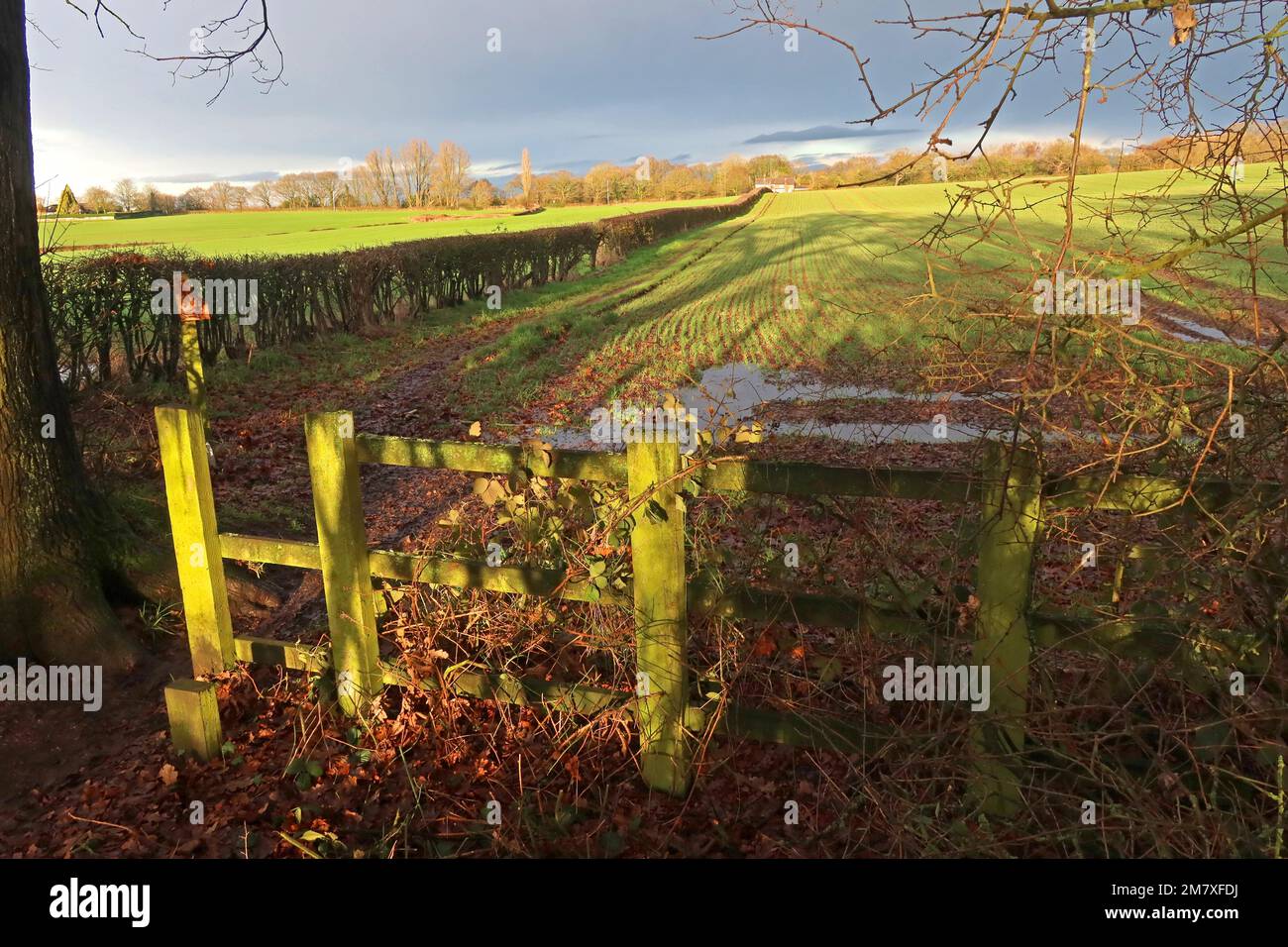 Greenbelt Appleton Thorn, Warrington, Cheshire, Inghilterra, Regno Unito, WA4 5NS:00 in inverno Foto Stock