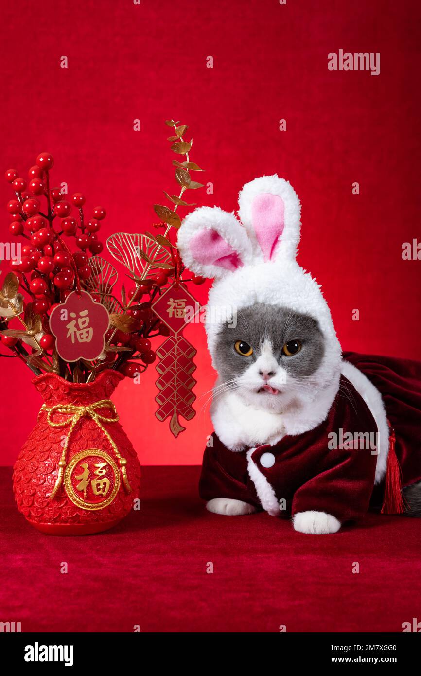 Un gatto carino indossa un cappello con le orecchie di coniglio con la  pianta in vaso di Capodanno cinese alla traduzione di composizione  verticale del cinese è fortuna nessun marchio TR Foto stock - Alamy