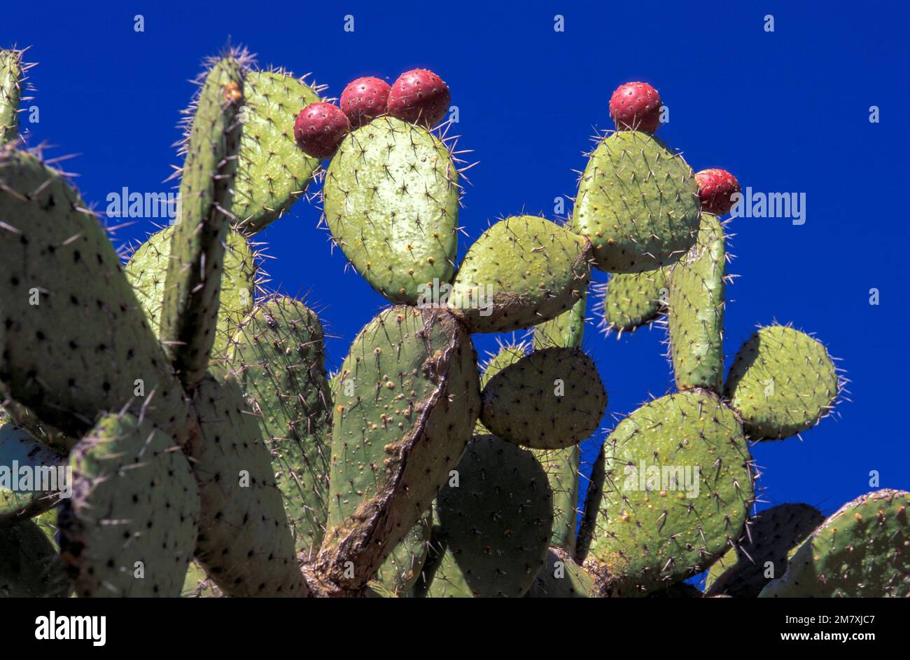 Messico, Jaliscio, Lagos de Moreno, Hacienda Sepulveda, cactus, Nopal, Prickly Pear, Cactaceae Foto Stock