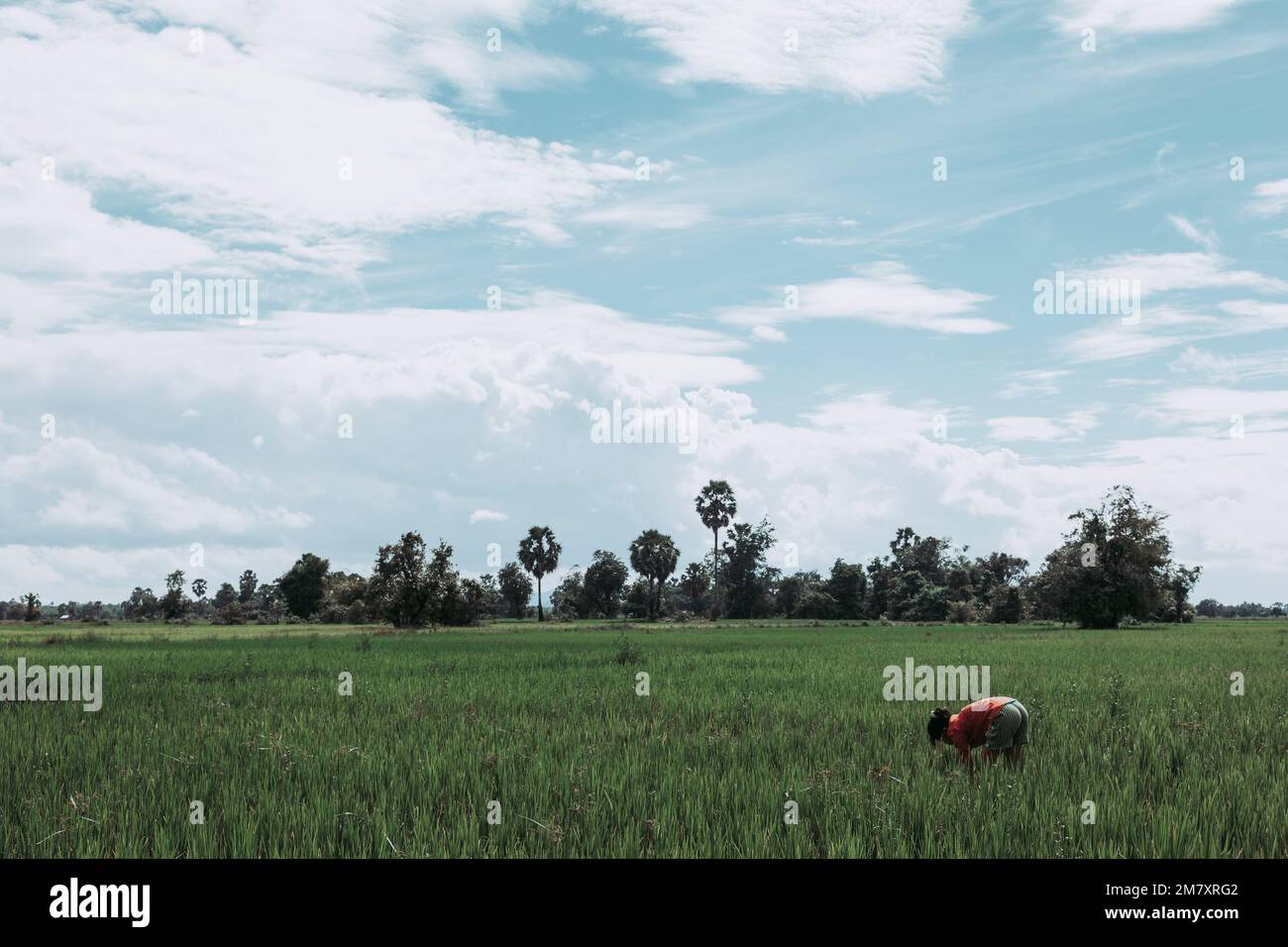 Don Khon, Laos-31 luglio 2009. Durante la stagione monsonica, gli agricoltori del laos meridionale possono raccogliere il riso. Un coltivatore colpisce i fogli con il piede per ottenere il Foto Stock