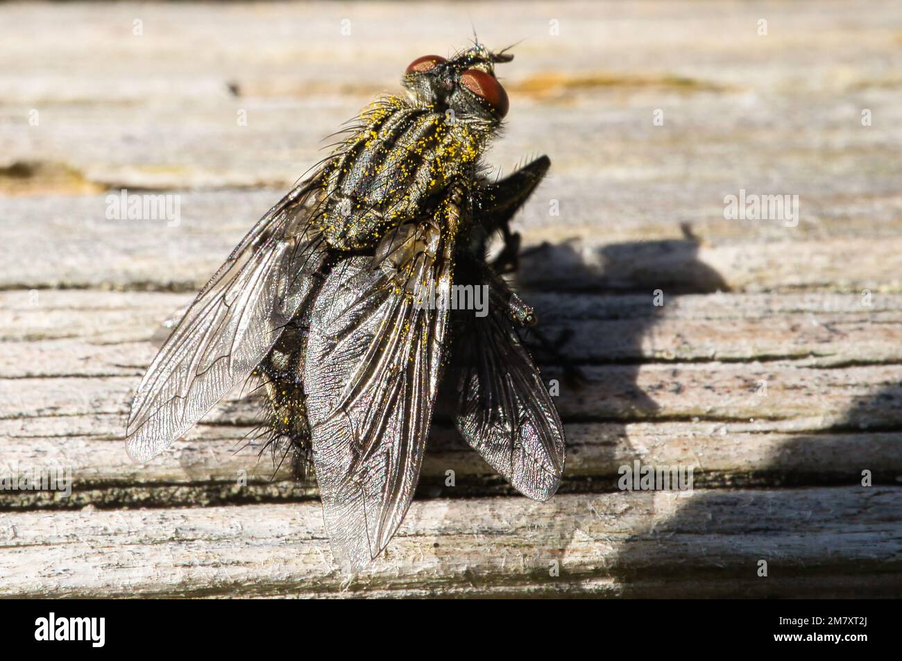 Vola su un tronco d'albero. Scatto di macro animali. Foto di dettaglio Foto Stock