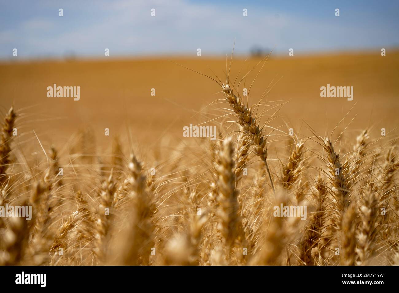 Il grano dorato ondeggia nella brezza estiva, simboleggiando il raccolto, l'agricoltura e la bellezza dei terreni agricoli rurali. Vista ravvicinata del grano dorato maturo Foto Stock