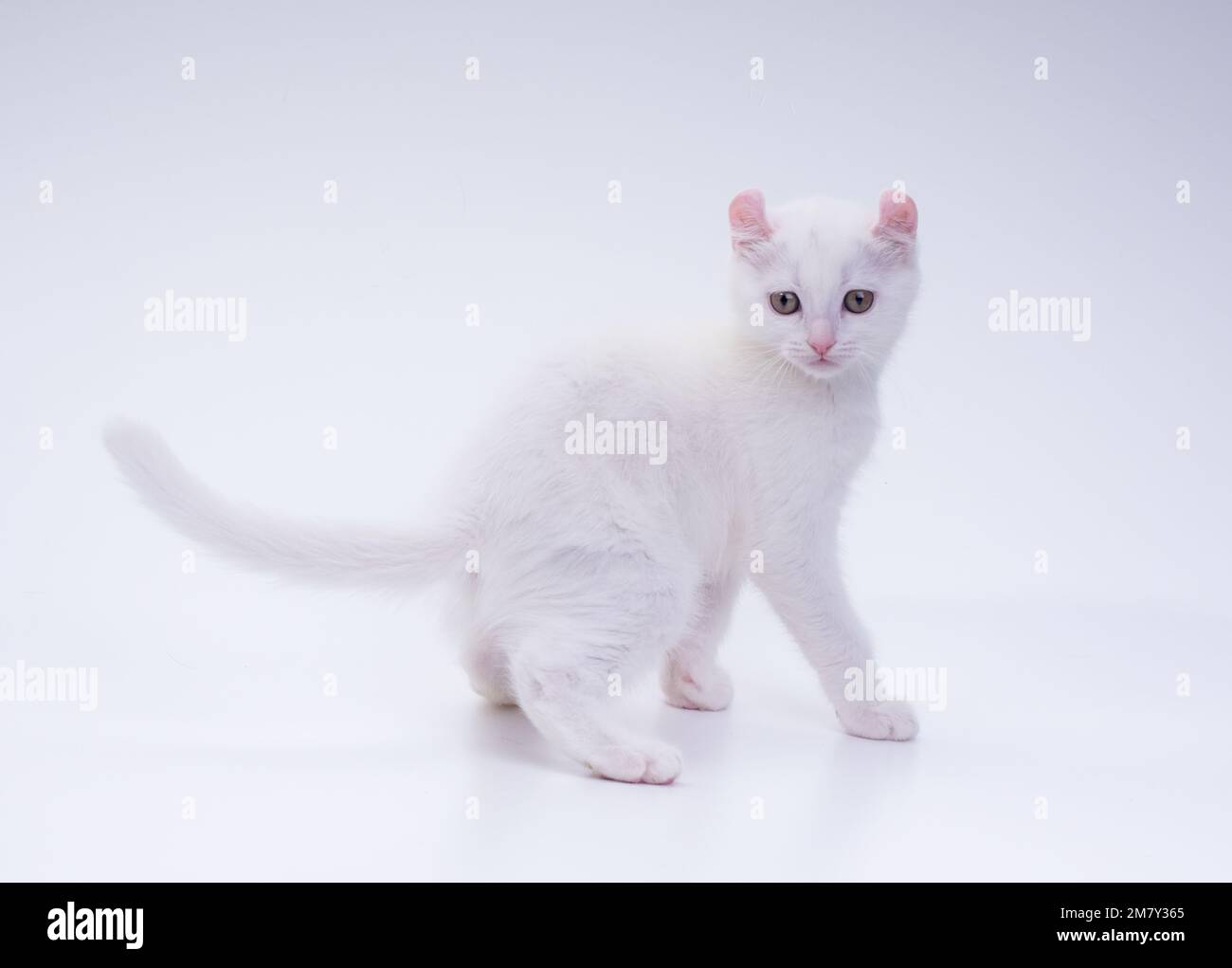 Gattino bianco a pelo corto della razza Curl americana, 3 mesi, in piedi  all'interno di fronte ad uno sfondo bianco Foto stock - Alamy
