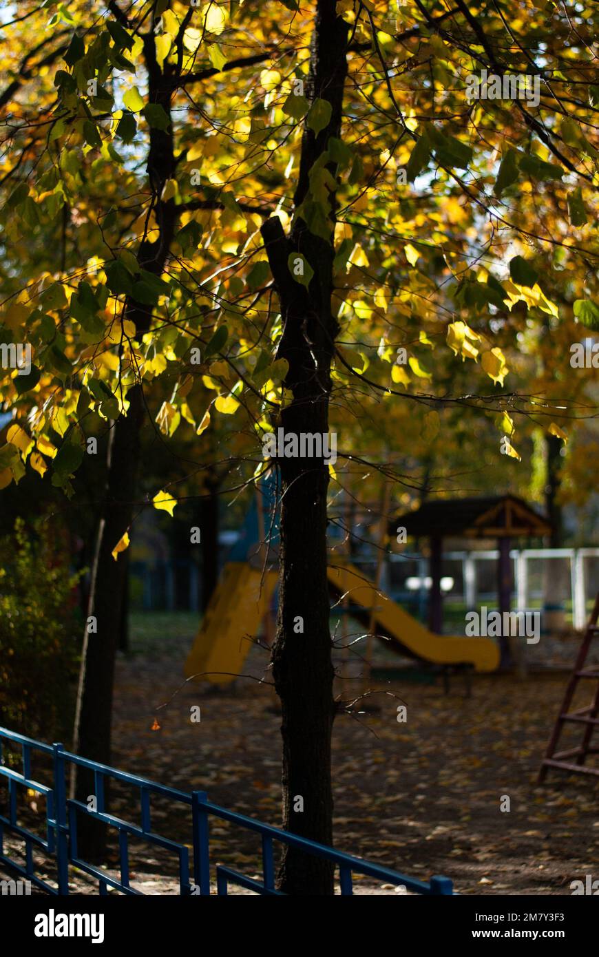 Albero con foglie gialle in un parco giochi Foto Stock