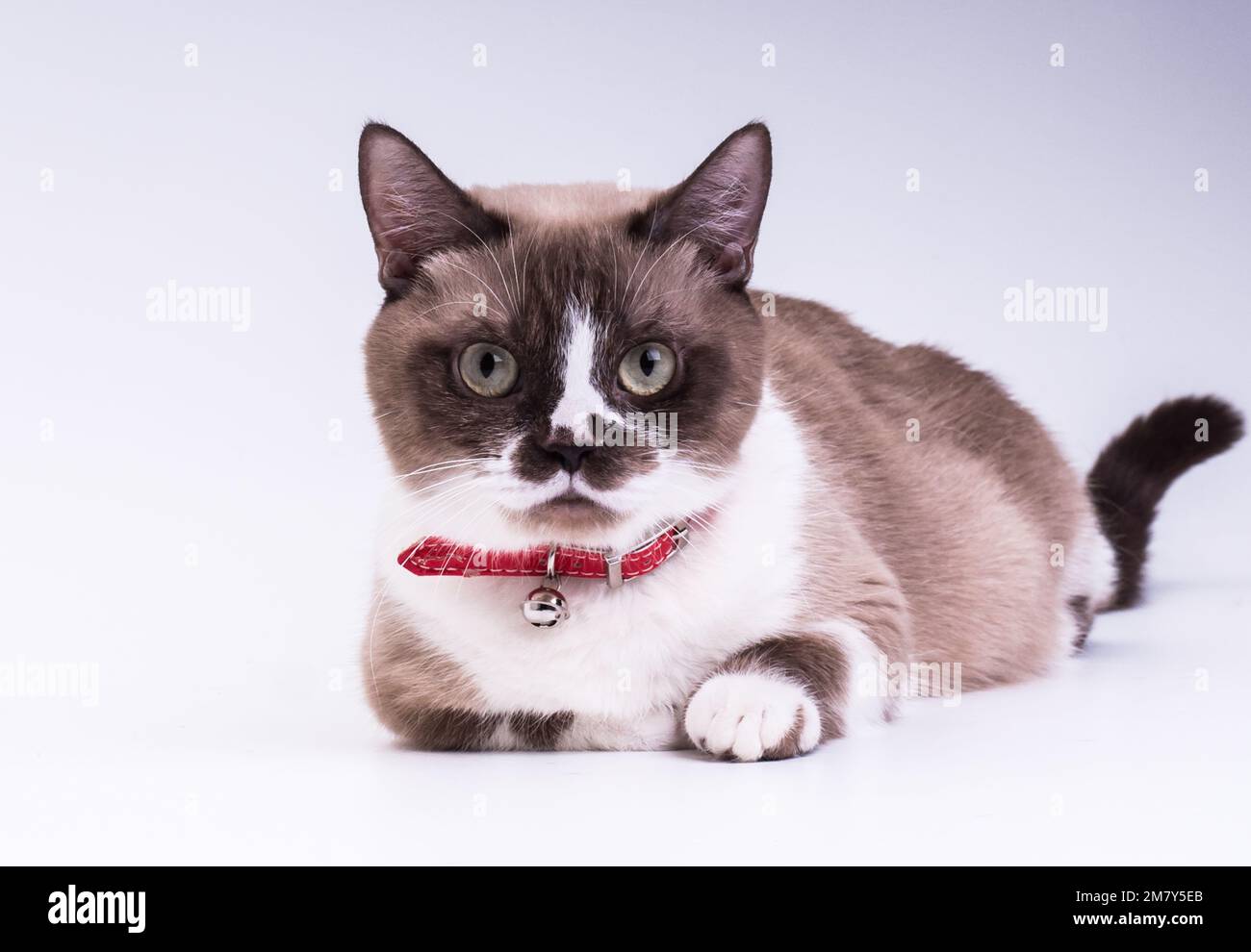 Lo sgranocchietto maculato con le gambe corte in un colletto rosso guarda la fotocamera mentre si stende nello studio su uno sfondo bianco Foto Stock