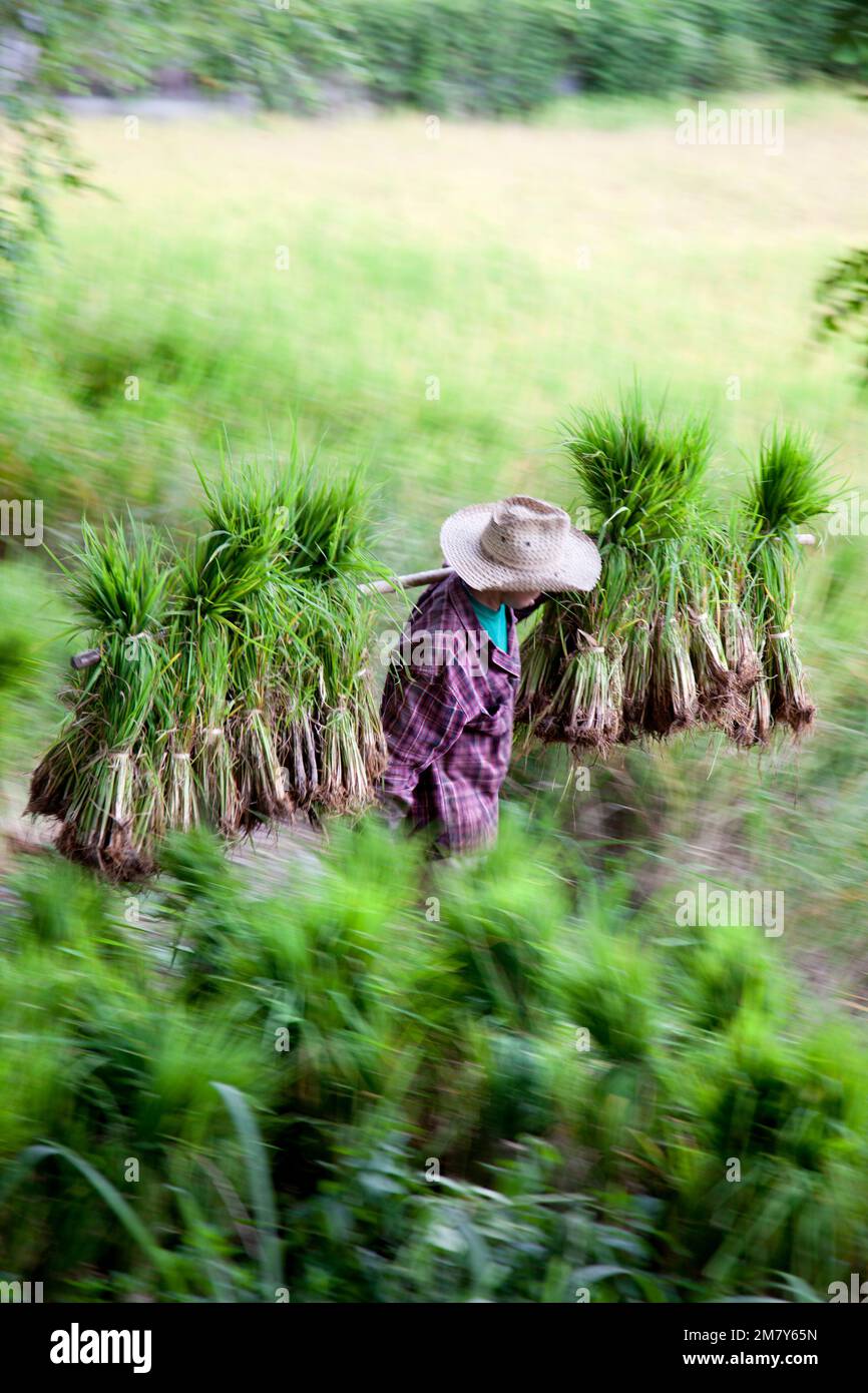 Chiang mai, Tailandia-17 luglio 2009. Un coltivatore nella Thailandia settentrionale che raccoglie e trasporta riso Foto Stock