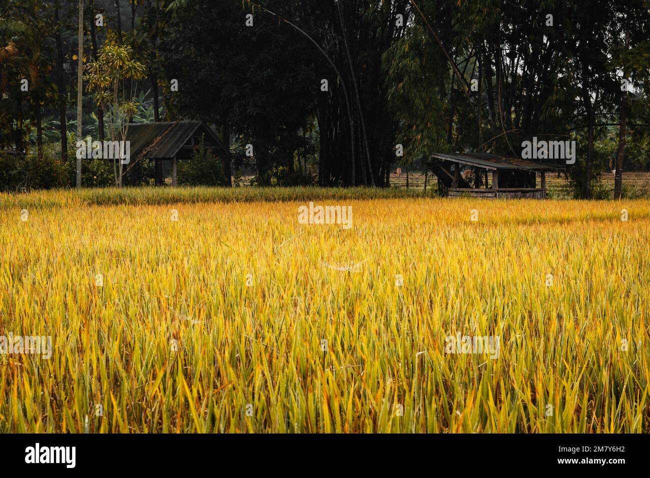 Campo di riso d'oro in Thailandia con rifugi in legno sullo sfondo Foto Stock