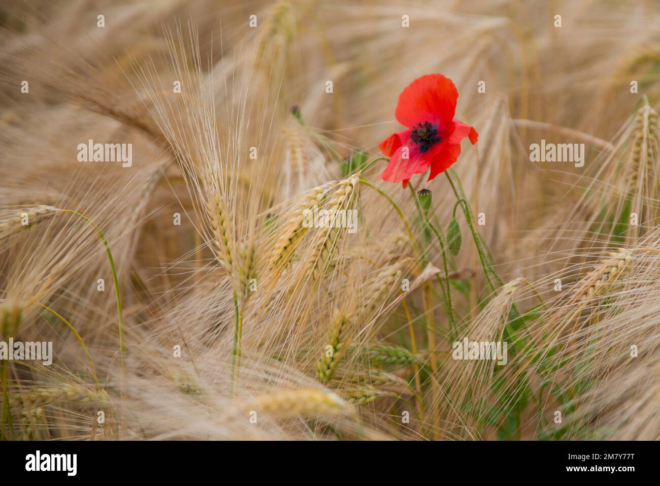 Un singolo papavero rosso (papaver rhoeas) che cresce amonst un campo di orzo Foto Stock