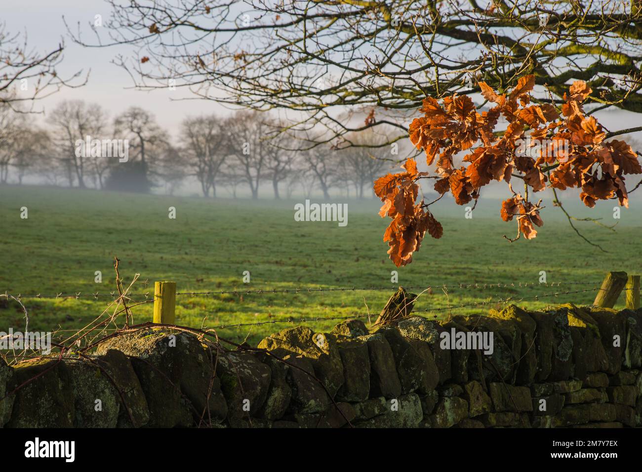 Autunno foglie di quercia appeso su un muro di dryston a Lea, Derbyshire, Inghilterra Foto Stock