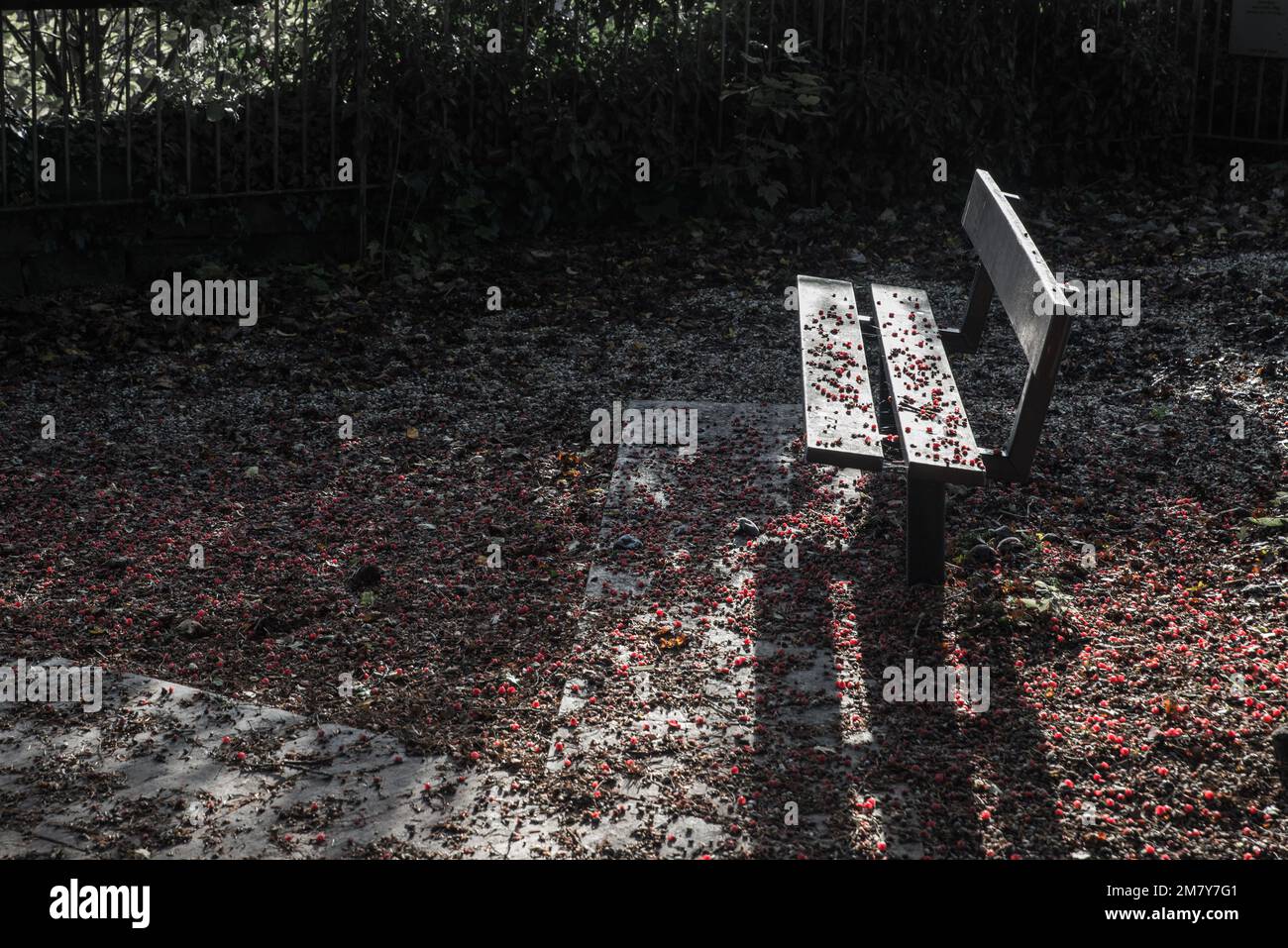 Una panca di parco in legno tra frutti rossi caduti, Belper, Derbyshire, Inghilterra Foto Stock