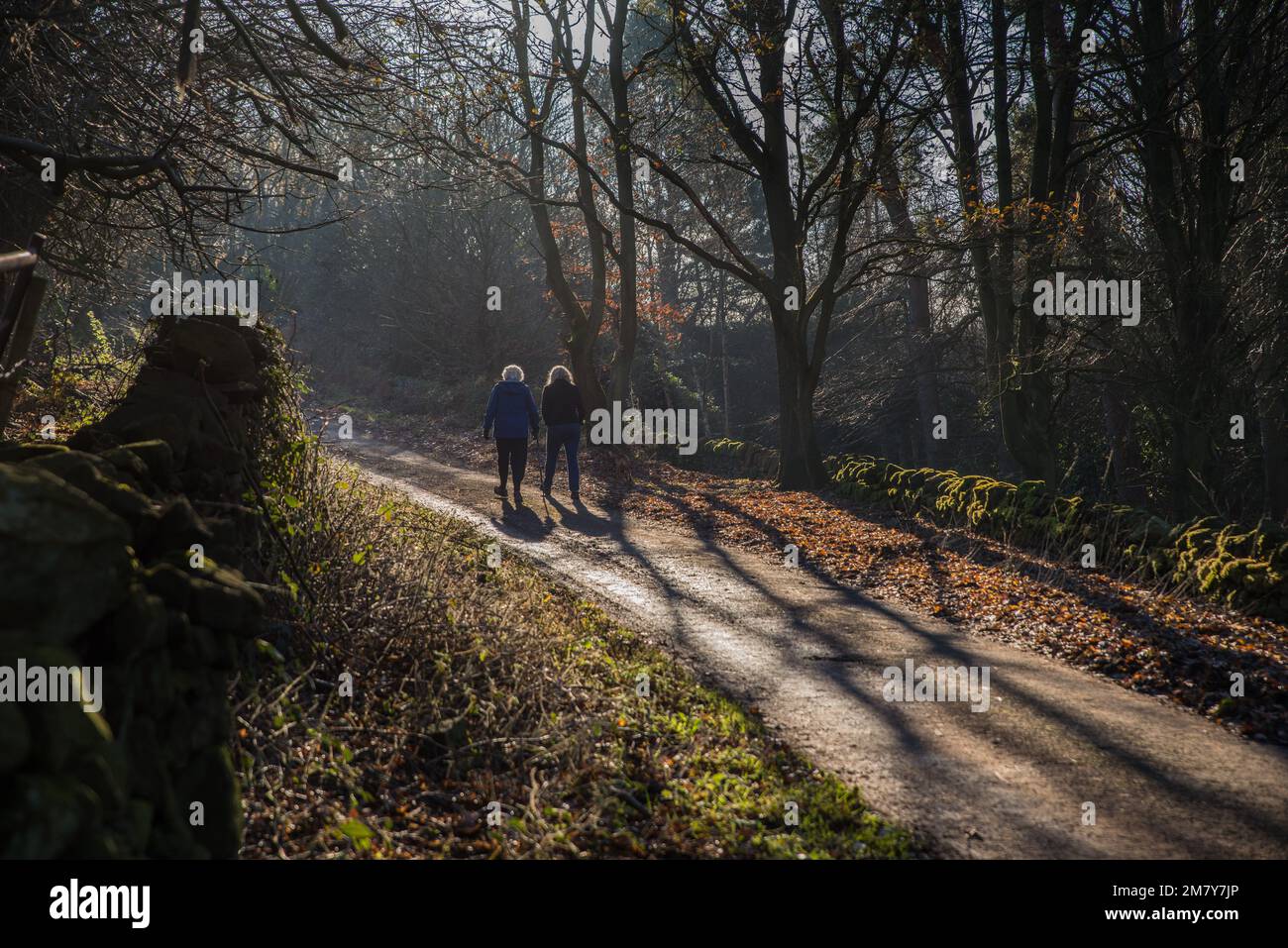 Due Signore che passeggiano su un viale alberato sotto il sole d'autunno vicino a Holloway, Derbyshire, Inghilterra Foto Stock