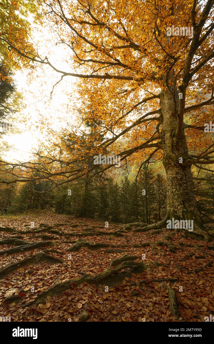 Parco Nazionale di Ordesa in autunno Foto Stock