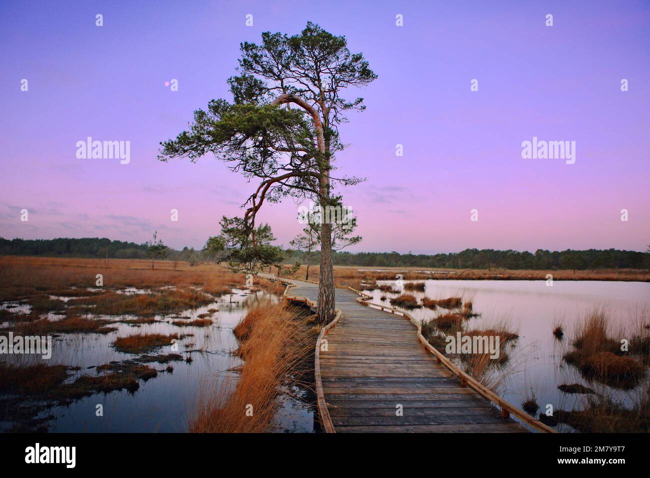 Il nuovo lungomare restaurato intorno Pudmore Pond su Thurley Common, Surrey, Regno Unito. Foto Stock