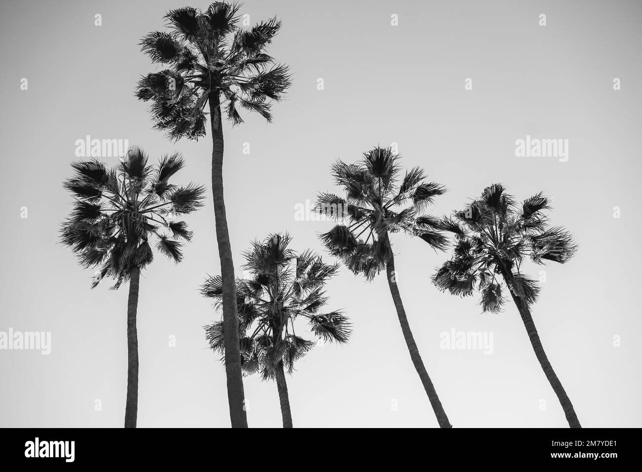 Palme sulla spiaggia di Santa Monica. Posteriore e bianco. Foto Stock