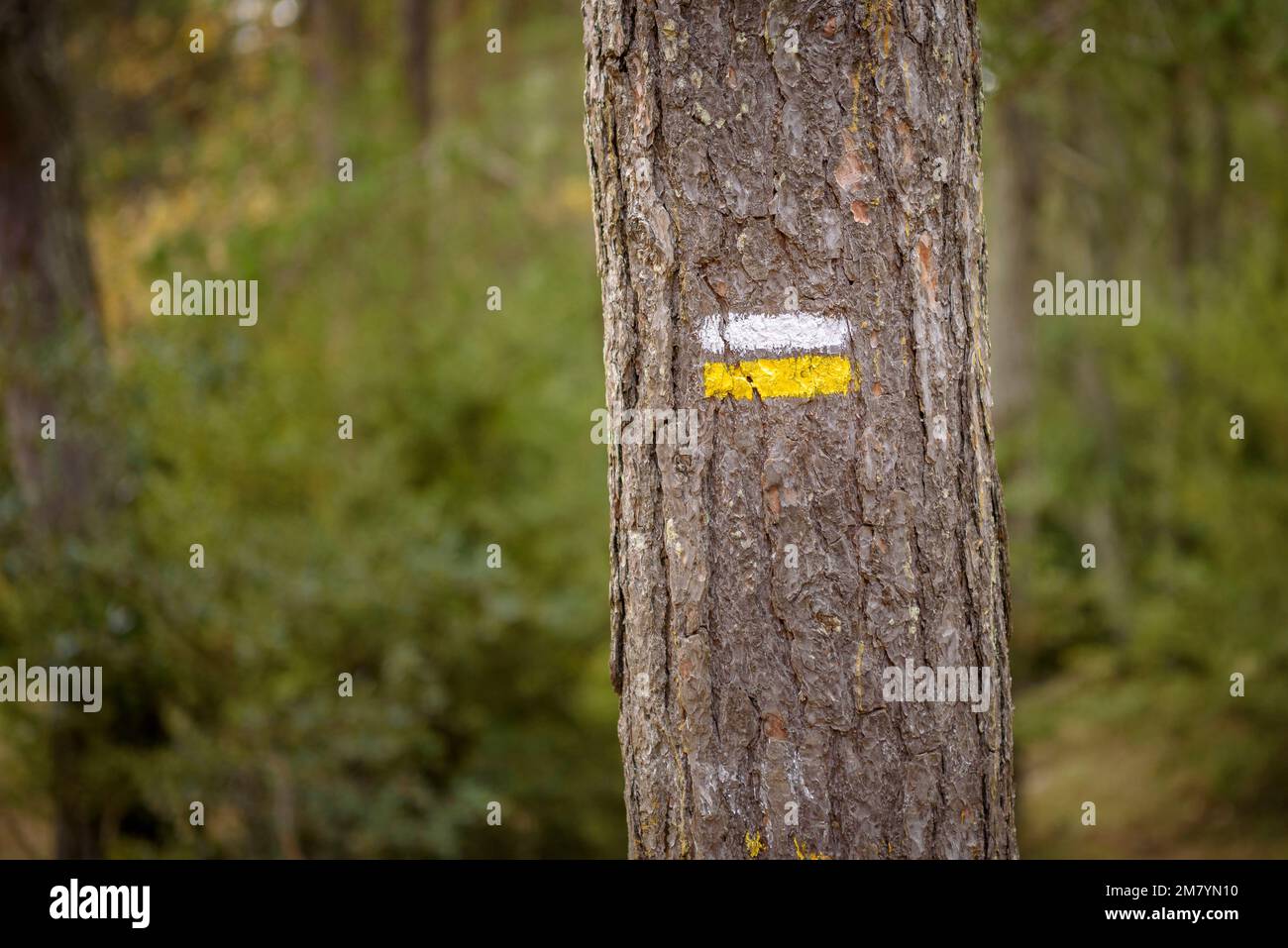 PR segno su un pino nel passo di Pla de l'Agustenc, nei monti del Prades (campo Baix, Tarragona, Catalogna, Spagna) ESP: Señal de PR en un sendero Foto Stock