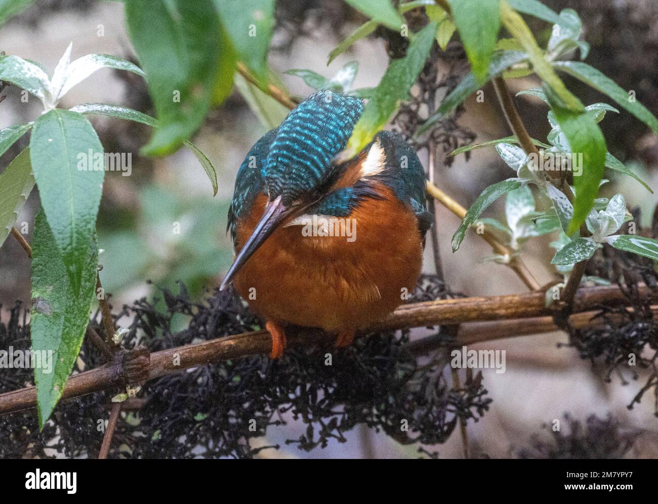 Questo uccello delle dimensioni di un passero ha il tipico profilo kingfisher dalla coda corta e dalla testa grande; ha parti superiori blu, parti inferiori arancioni e una lunga banconota. È f Foto Stock