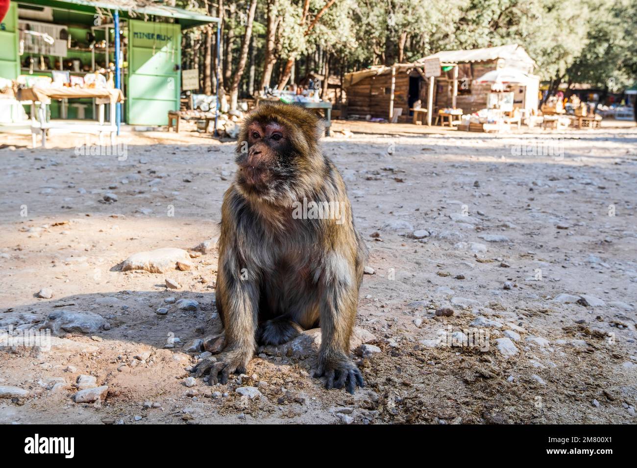 Simpatica scimmia selvaggia nella foresta di Cedar, Ifrane, Marocco, Nord Africa Foto Stock