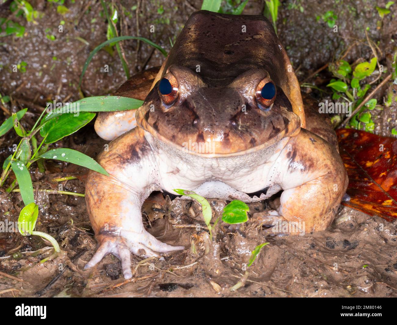 Knudsen's Bullfrog, un maschio adulto molto grande, accanto a uno stagno della foresta pluviale, provincia di Orellana, Ecuador. Ha avambracci muscolari e sipne dermiche sui ches Foto Stock