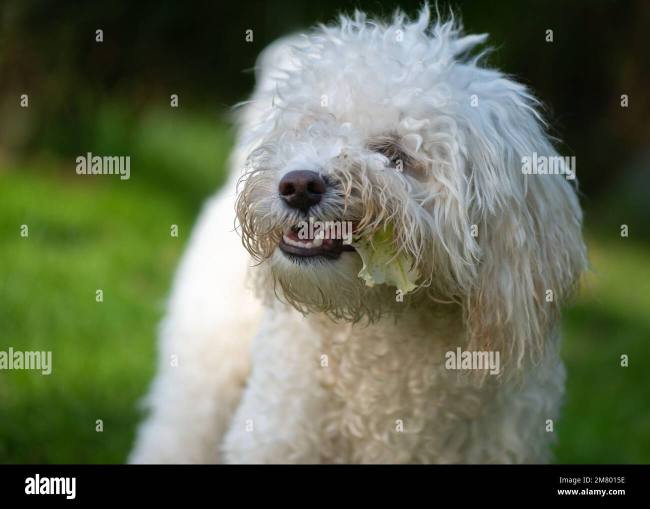 Poochon cucciolo masticare fiore Foto Stock