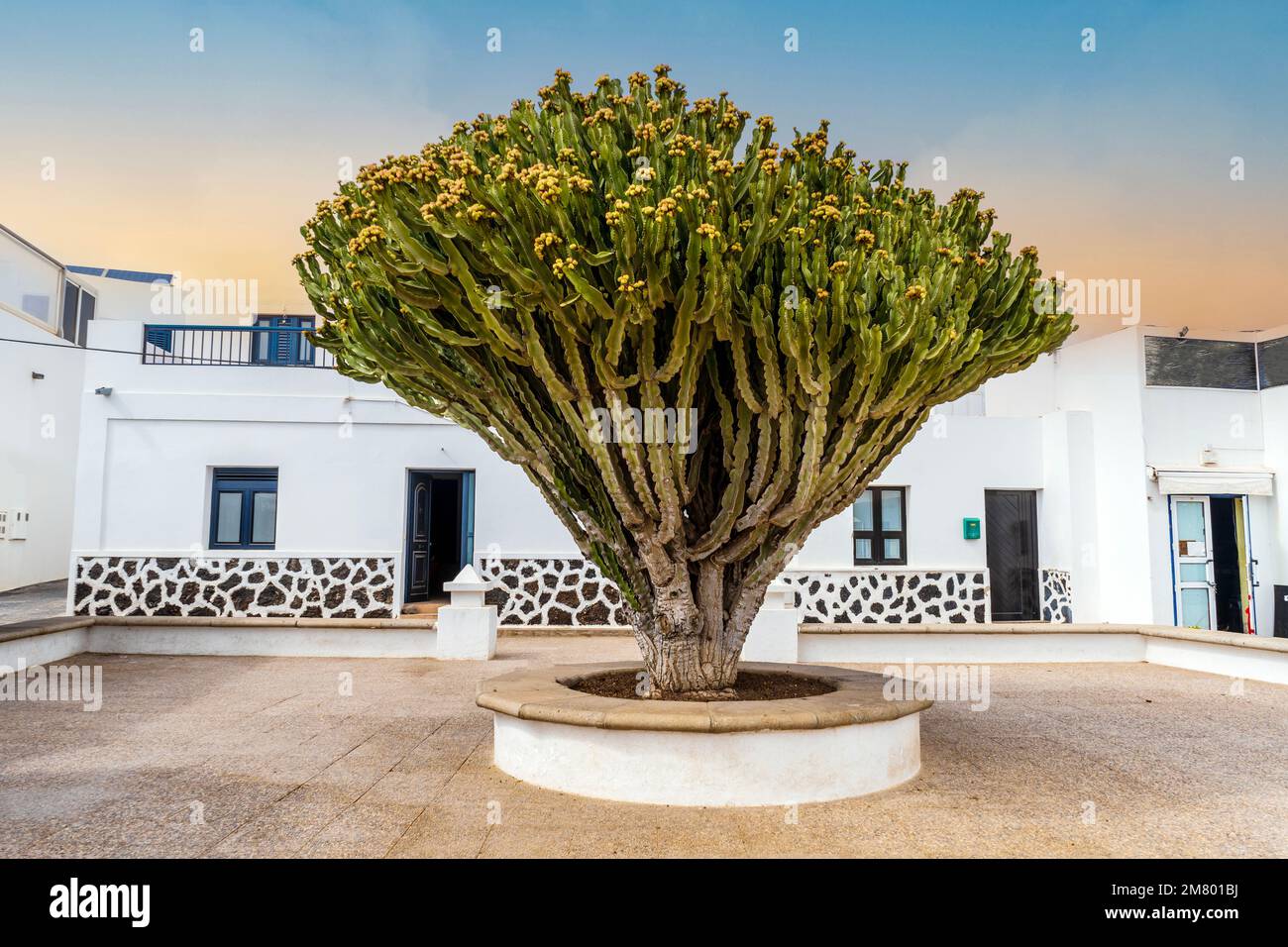 Enorme cactus sullo sfondo dell'architettura bianca a Caleta del Sebo, la Graciosa , Isole Canarie, Spagna Foto Stock