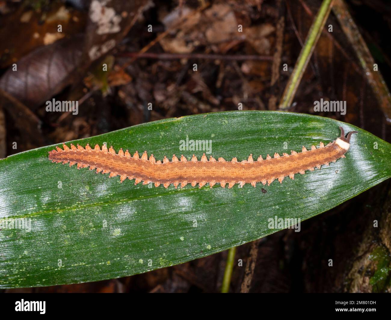 Peripatus o Velvet Worm (Oroperipatus sp. Onychophora) su una foglia di notte nella foresta pluviale, provincia di Orellana, Ecuador Foto Stock