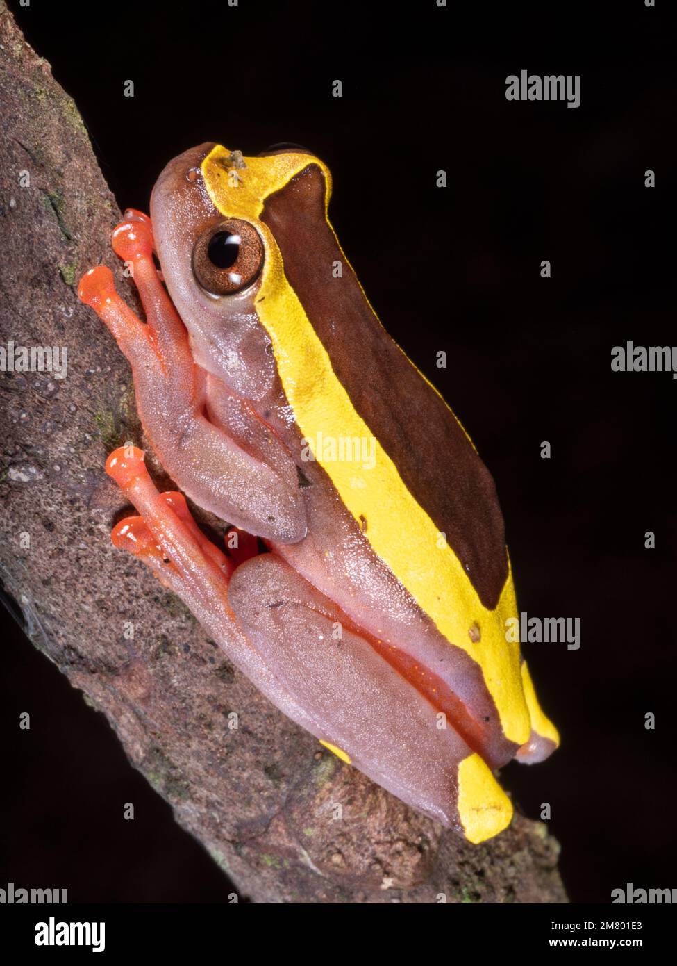 Amazzonia superiore Treefrog (Dendrosophus bifurcus), Female, Provincia di Orellana, Ecuador Foto Stock