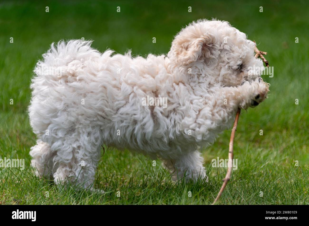 Cucciolo di Poochon che gioca in giardino Foto Stock