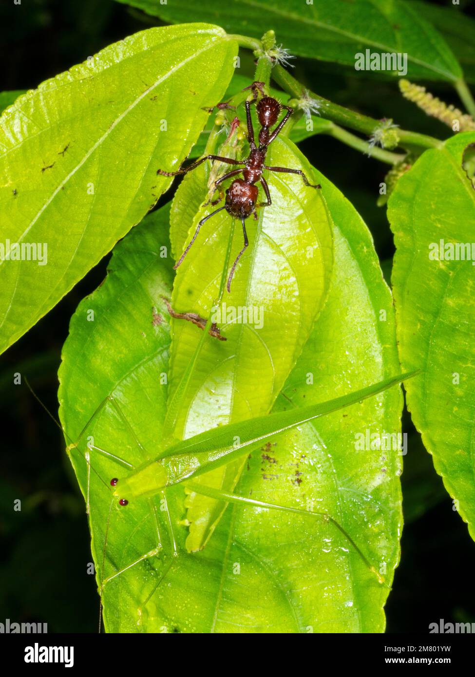 Bullet ANT (Paraponera clavata) cercando di catturare un katydid molto più grande di se stesso. Nella foresta pluviale, provincia di Orellana, Ecuador Foto Stock