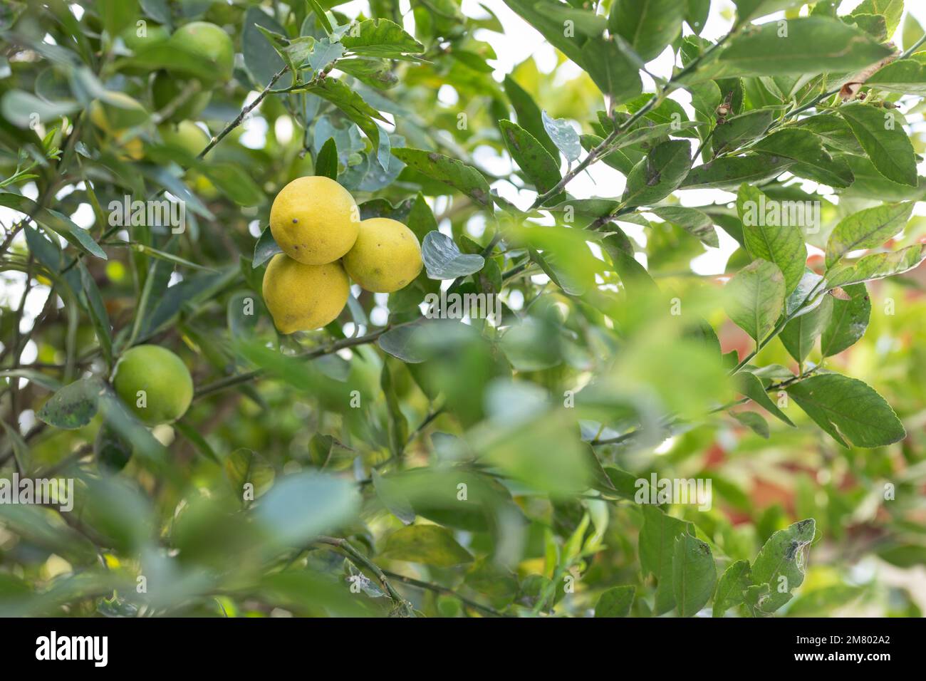 Limone con 3 limoni gialli maturi al centro, con spazio copia Foto Stock